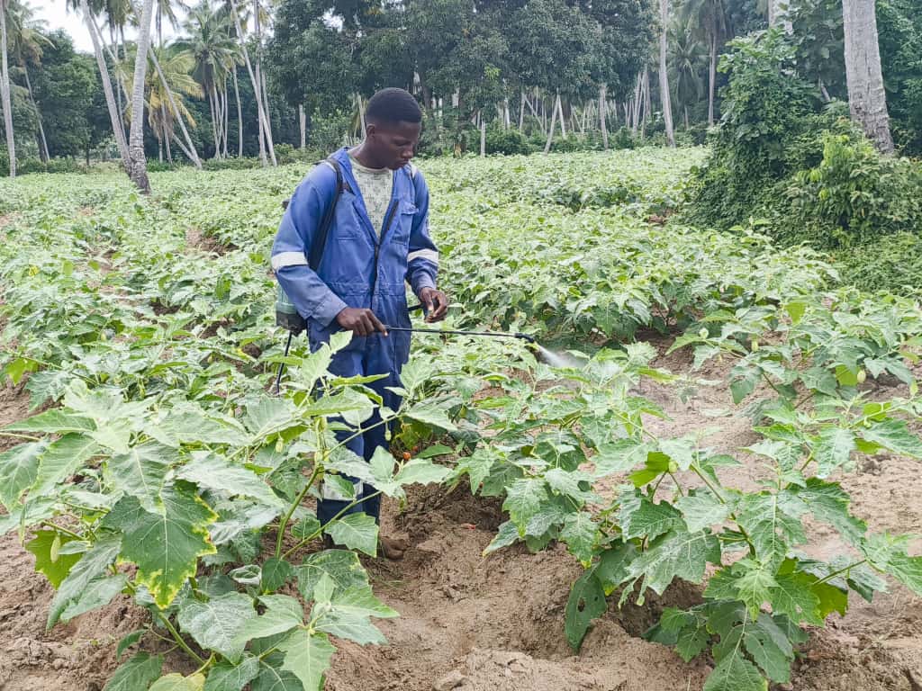 MKULIMA WA KILIMO CHA NYANYA AKIWA KATIKA ZOEZI LA UPIGAJI DAWA KWENYE SHAMBA LAKE LILILOPO MANGAPWANI.